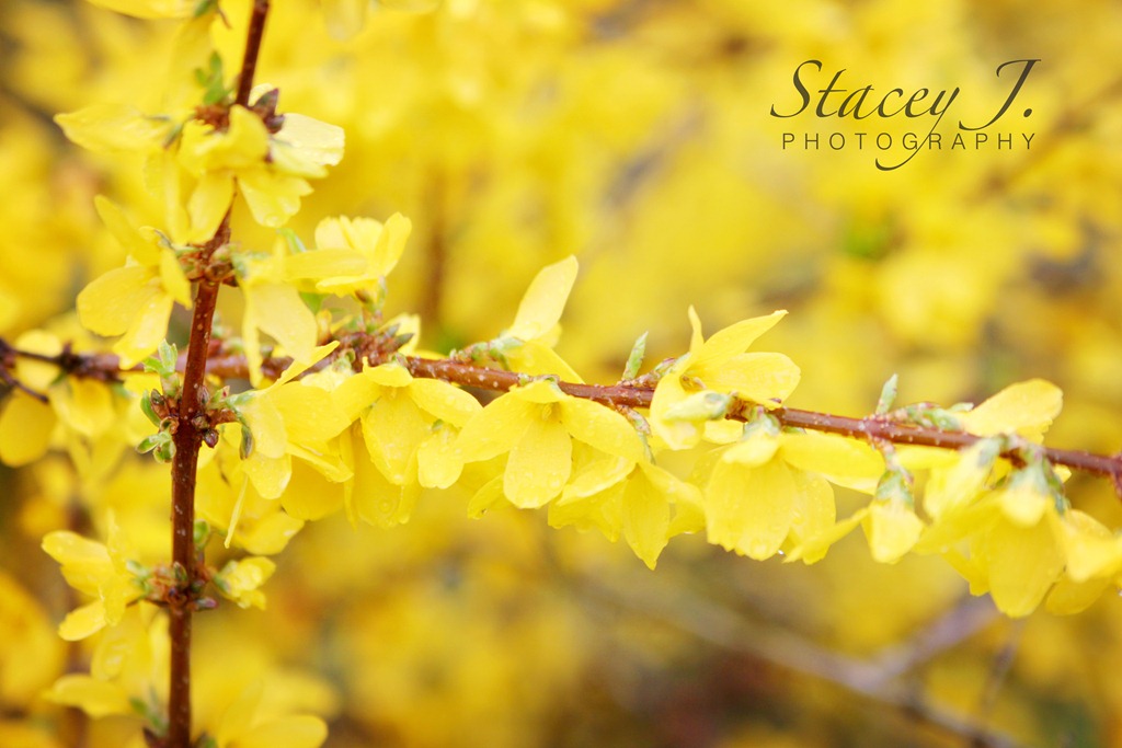 [Forsythias%2520002%255B4%255D.jpg&description=Southern Spring Blooms')]