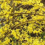 Forsythia