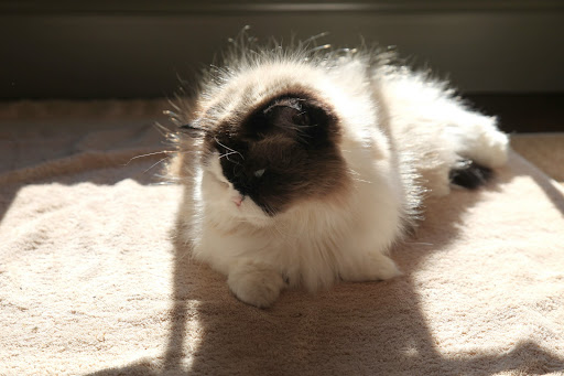 Bartok, when did you become such a know-it-all?  You sound like the Frenchies with all of those facts.  I'm trying to nap in this ray of sun over here!