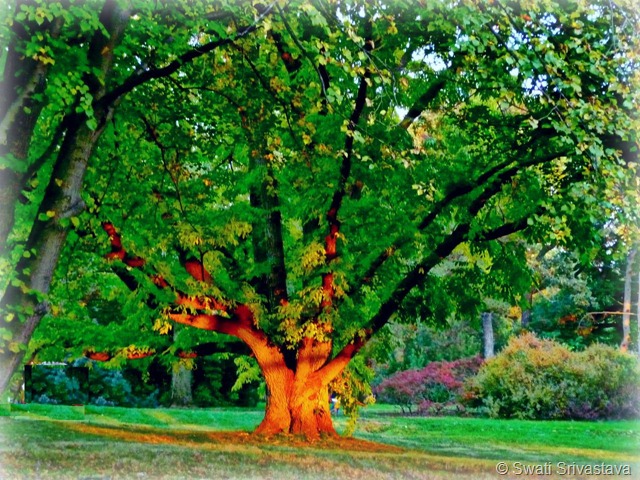 trees4.jpg trees4.jpg