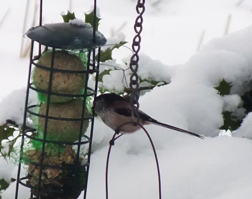 [long-tailed-tit1%255B1%255D.jpg]