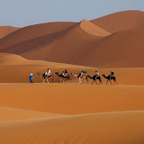 dubai camels foto album Dubai