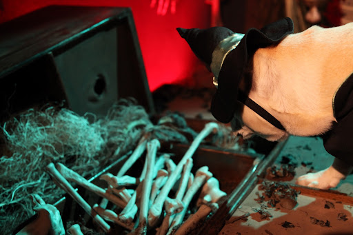 Franny, I really like this box of bones.  Wasn't she so nice to think of her canine guests!  This party is going to be great!