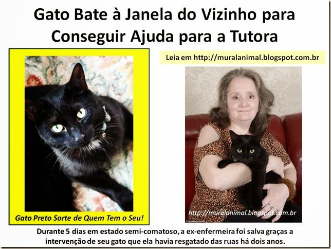 Gato Bate à Janela do Vizinho para Conseguir