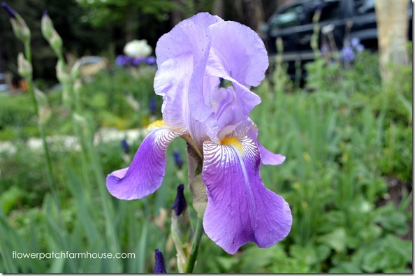 old kool aid iris