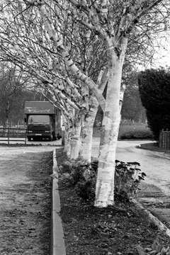 The-Trees-15