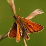 Small Skipper - another of my favourites. Several of the 'Skipper' family rest in this characteristic x-wing position.