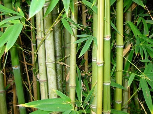 [Bamboo_Forest_sml%255B5%255D.jpg]