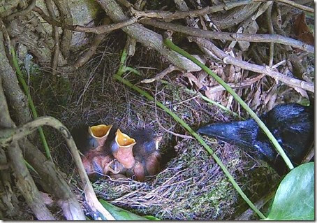 Magpie and Robins