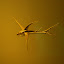 Gold objects were not abundant in the Regional Classical period. Regalia has nevertheless been found that has included a number of striking ornaments, such as this winged fish.