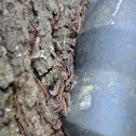 Flat-Backed Millipede