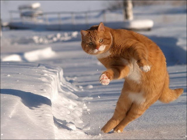 [cats-play-snow-14%255B2%255D.jpg]