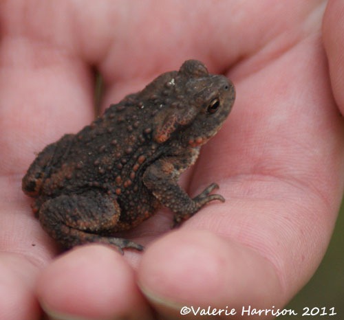 [37-common-toad%255B2%255D.jpg]