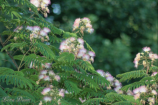[Mimosa_Blooms%255B9%255D.jpg]