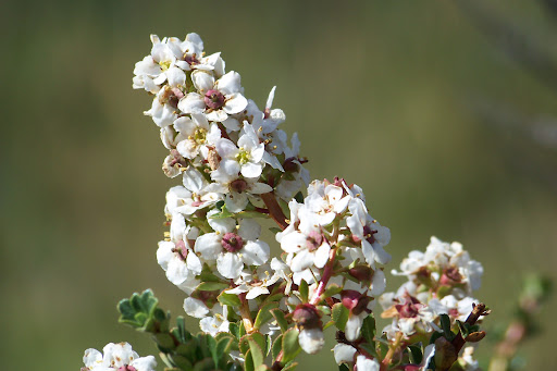 flora patagonica