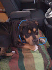 After 2 nights of some much-needed rest, we were back in the car and Georgie was on his way to the best treat of all!