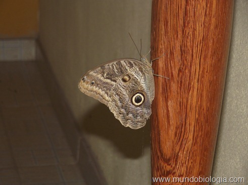 Borboleta-coruja (Caligo eurilochus brasiliensis) Borboleta-coruja (Caligo eurilochus brasiliensis)