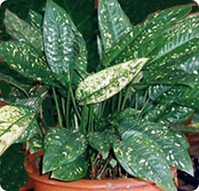 dracaena_godseffiana2