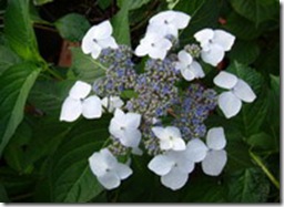 serrata_odoriko_amacha_1 serrata_odoriko_amacha_1