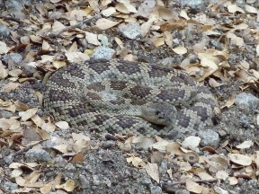 Snake on trail