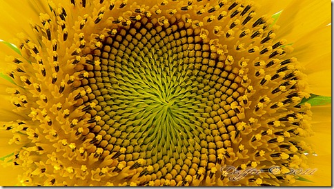 Center of a Sunflower