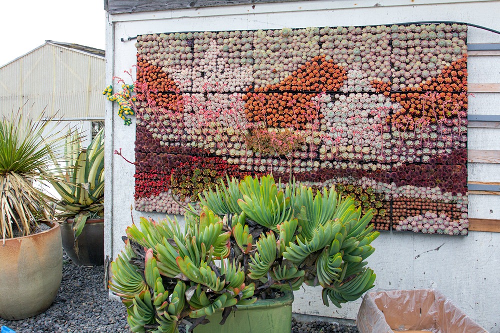 [120928_SucculentGardens_wall-panel%255B2%255D.jpg]