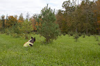 Bounce forward to 2012 and I dare say, Sharkey, that if we sat here long enough, we would practically see this white pine growing inches taller! At this rate, a couple more years will be all that's needed. Bounce forward to 2012 and I dare say, Sharkey, that if we sat here long enough, we would practically see this white pine growing inches taller! At this rate, a couple more years will be all that's needed.