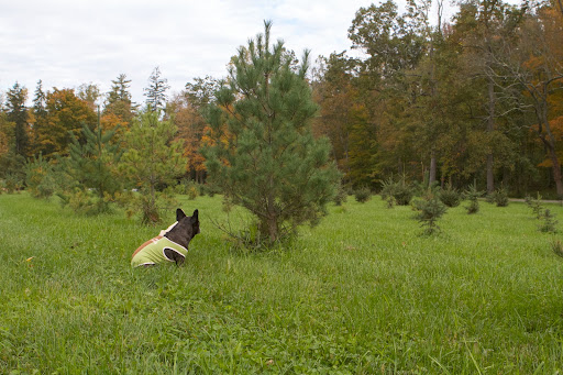 Bounce forward to 2012 and I dare say, Sharkey, that if we sat here long enough, we would practically see this white pine growing inches taller!  At this rate, a couple more years will be all that's needed.
