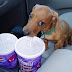 funny dog pictures 3.jpg