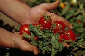 [simple%2520harvesting%2520tomatoes%255B2%255D.jpg]