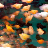 Shanghai - Pets market - Poissons in motion multi