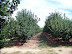 Picking Apples