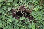 You can often tell what type of animal it is by the size of the hole.  I would venture by the size of this one that it is likely a squirrel.