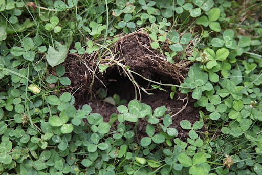 You can often tell what type of animal it is by the size of the hole.  I would venture by the size of this one that it is likely a squirrel.