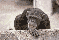 gifs animados de chimpance (7)