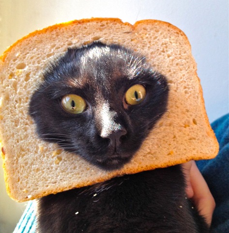 [breaded-cats-17%255B2%255D.jpg]