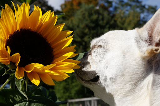 They don't call these sunflowers for nothing - they're blindly bright!