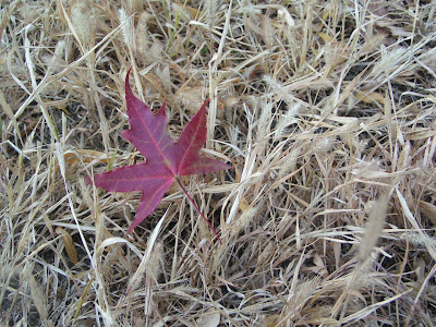 Jida south lake campus in autumn