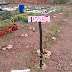 Haiti- Urban Agriculture- Tap Tap Garden Inaguration Prep- 01/2012 Haiti- Urban Agriculture- Tap Tap Garden Inaguration Prep- 01/2012