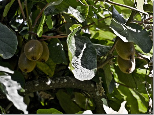 Kiwis