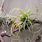 Tillandsia