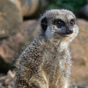 Slender Tailed Meerkat