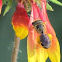 Sweat bee
