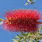Crimson Bottlebrush
