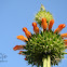 Lion's Ear / Klip Dagga