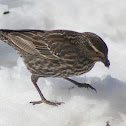 Red-winged blackbird female