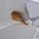 longtail tadpole shrimp, American tadpole shrimp or rice tadpole shrimp