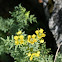 Common Rue