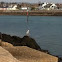 Heron