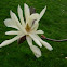 Magnolia estrellada. Star magnolia